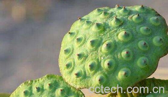 莲蓬泡水的功效与作用 莲蓬泡水的正确方法-1