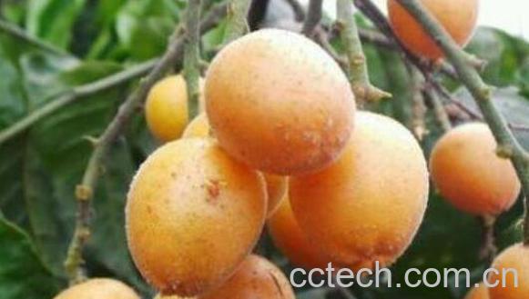 黄皮的功效与作用 黄皮的禁忌	-0