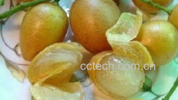 黄皮的功效与作用 黄皮的禁忌	-1