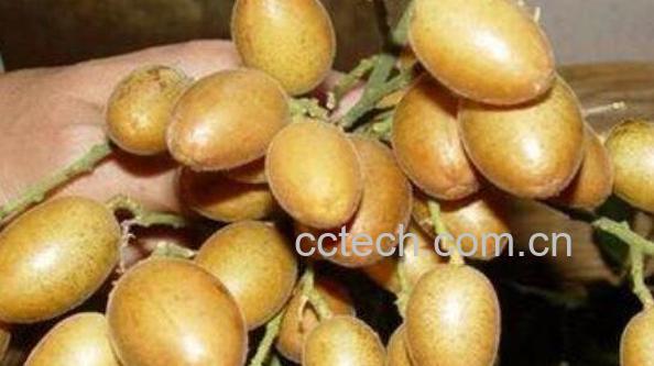 黄皮果泡水的功效作用-0