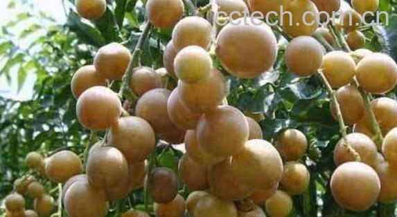 黄皮果泡水的功效作用-1