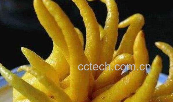 佛手柑的常见吃法-1