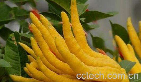 新鲜的佛手柑怎么吃好 佛手柑的常见吃法-0