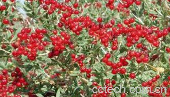 海葚子怎么吃 海葚子怎么做好吃-0