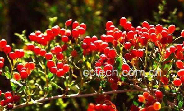 海葚子怎么吃 海葚子怎么做好吃-1