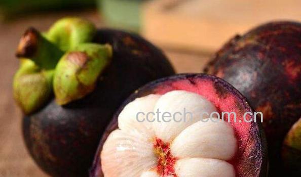 山竹壳怎么吃 山竹壳的正确食用方法-1