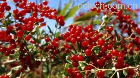 海葚子的功效与作用 海葚子的药用价值-0