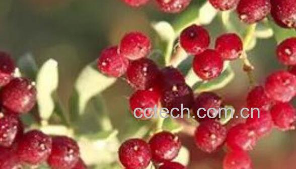 海葚子的功效与作用 海葚子的药用价值-1