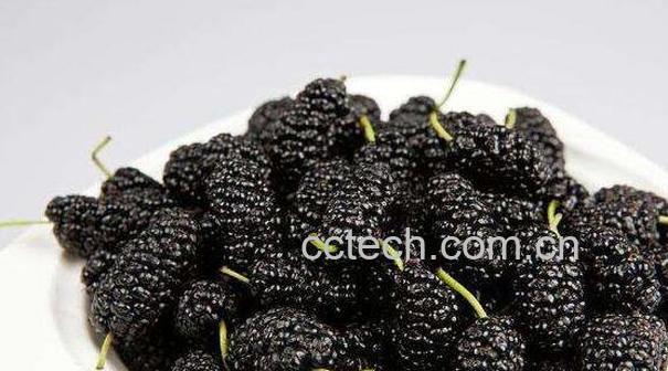 态子葚是什么样子 态子葚的功效与作用-0