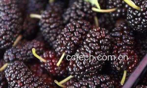 态子葚是什么样子 态子葚的功效与作用-1