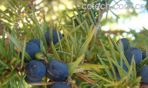 杜松浆果的功效与作用-0