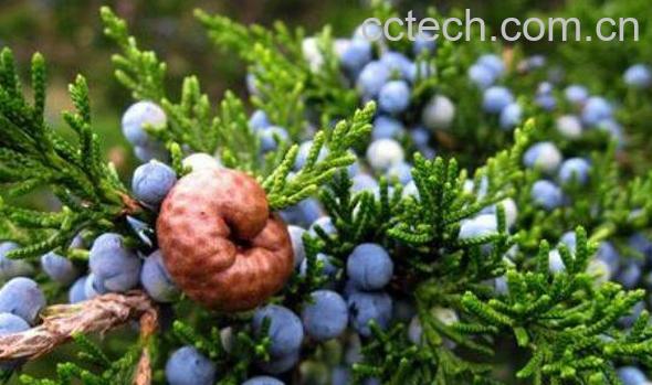 杜松浆果的功效与作用-1