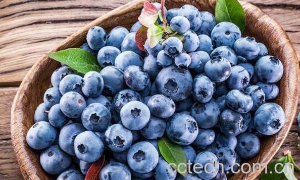 杜松浆果和蓝莓的区别-0
