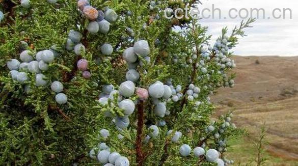 杜松浆果和蓝莓的区别-1