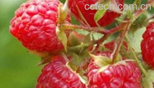 覆盆子的功效与作用 覆盆子的副作用-0