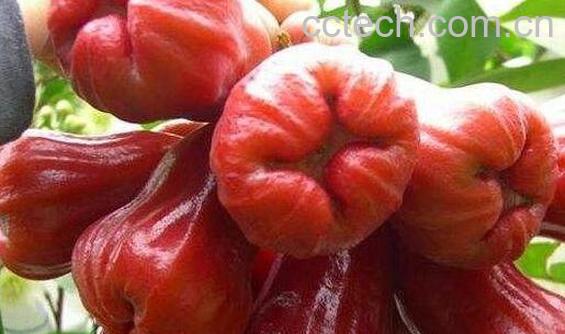 莲雾皮的功效与作用 莲雾皮的药用价值-0