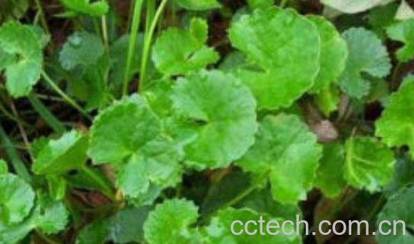 马蹄叶的功效与作用-0