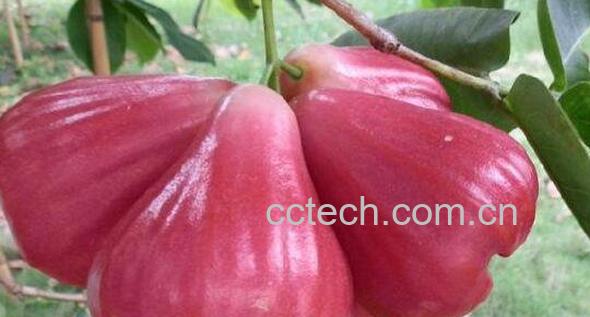 莲雾皮的功效与作用 莲雾皮的药用价值-1