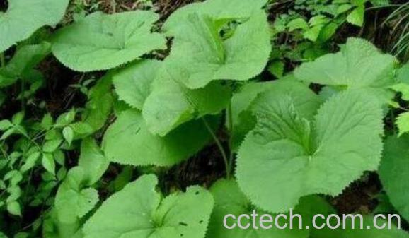 马蹄叶的功效与作用-1