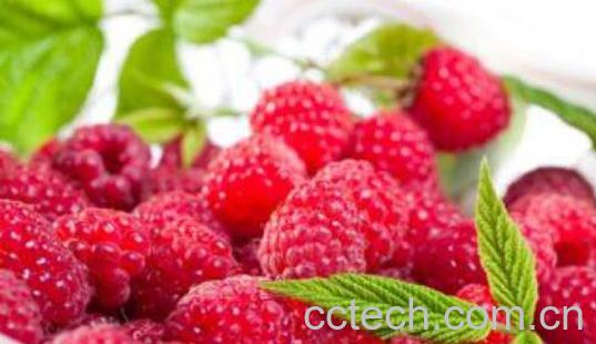 树莓和覆盆子的区别 吃树莓的好处-0