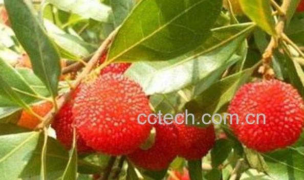 杨梅根的功效与作用 杨梅根的副作用-1