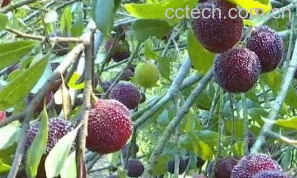 杨梅根的功效与作用 杨梅根的副作用-0