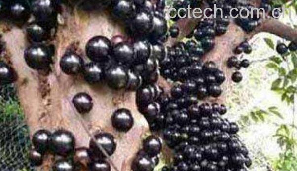 嘉宝果怎么吃好 嘉宝果的食用方法-1