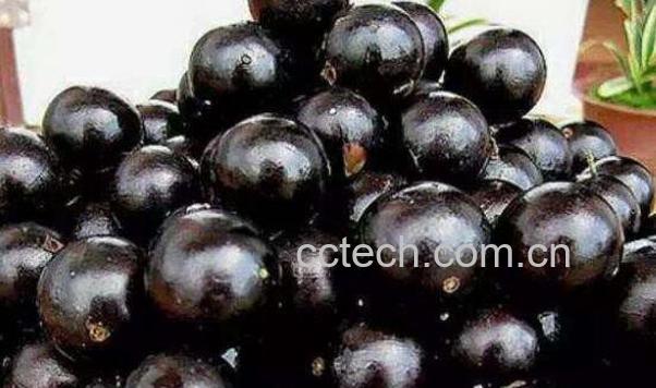 嘉宝果怎么吃好 嘉宝果的食用方法-0