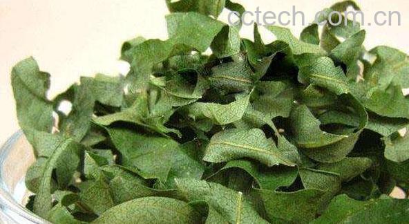 柿子叶的功效与作用 柿子叶能降血糖吗-0