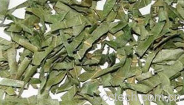 柿子叶的功效与作用 柿子叶能降血糖吗-1