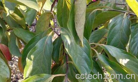 柿子叶粉的作用与功效	-0