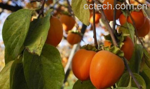 黄柿子叶的功效与作用-1