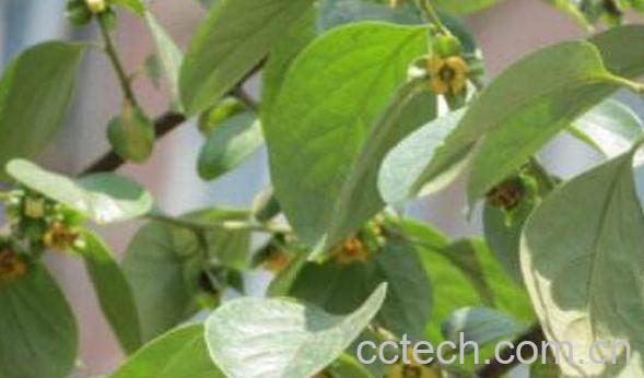 大柿子叶功效与作用	-0