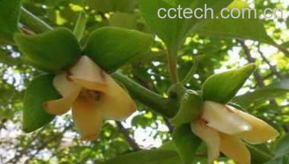 大柿子叶功效与作用	-1