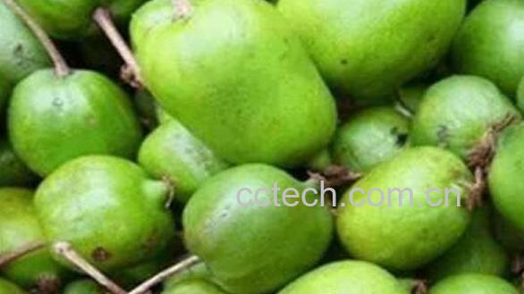 圆枣子的功效与作用 -0