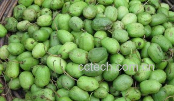 圆枣子的功效与作用 -1