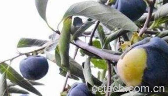 黑柿枣的功效与作用-1