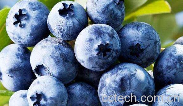 蓝莓怎么洗才干净 蓝莓怎么清洗-0