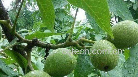  山核桃根的功效与作用 山核桃根的药用价值-0