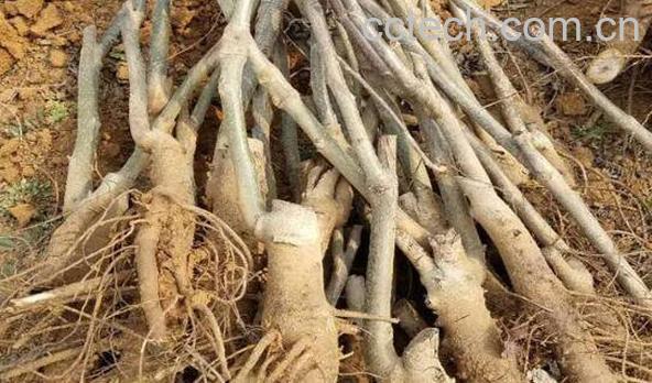 核桃根的功效与作用 核桃根的药用价值-0