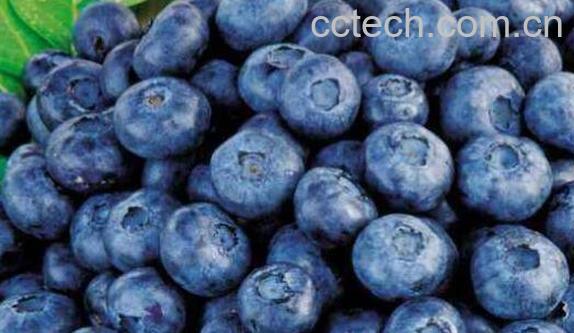 蓝莓的功效与作用 吃蓝莓的好处有哪些-0