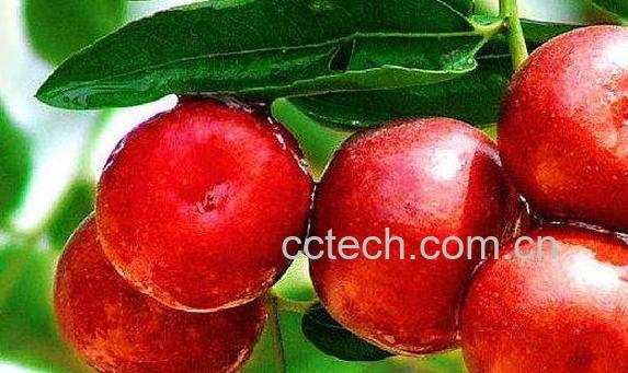 红圆枣的功效与作用-1