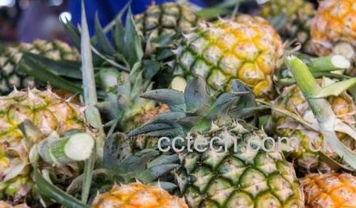 菠萝-1