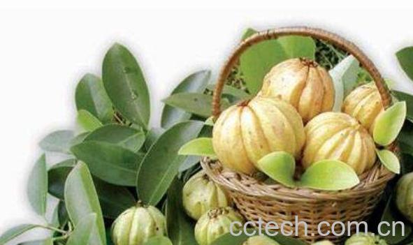 藤黄果的作用与禁忌 藤黄果不适合什么人吃-0