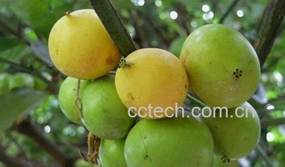 藤黄果的作用与禁忌 藤黄果不适合什么人吃-1