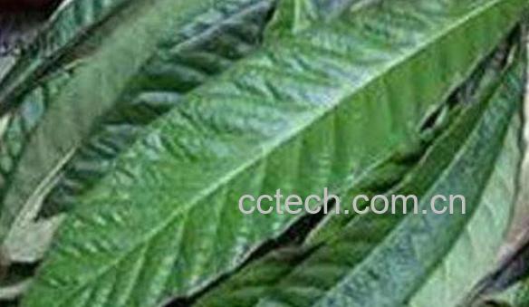 枇杷叶的功效与作用 枇杷叶禁忌-1