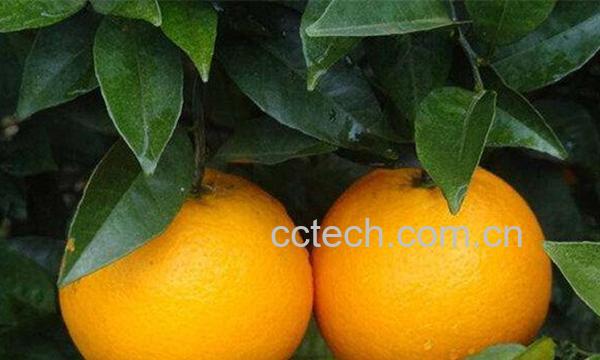 橙子-1