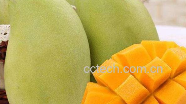青皮芒怎么切 青芒果怎么吃-0