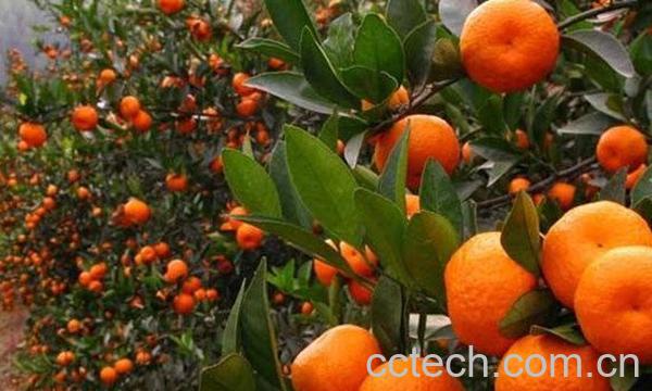 柑橘-0