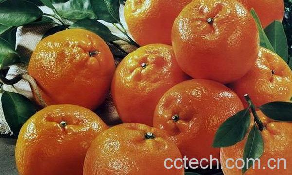柑橘-1